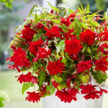 Бегонія Ампельна Червона