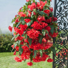 Бегонія Ампельна Червона