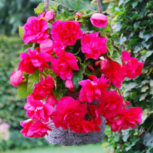 Бегонія Ампельна каскад Рожева