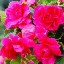 Бегонія Ампельна каскад Рожева