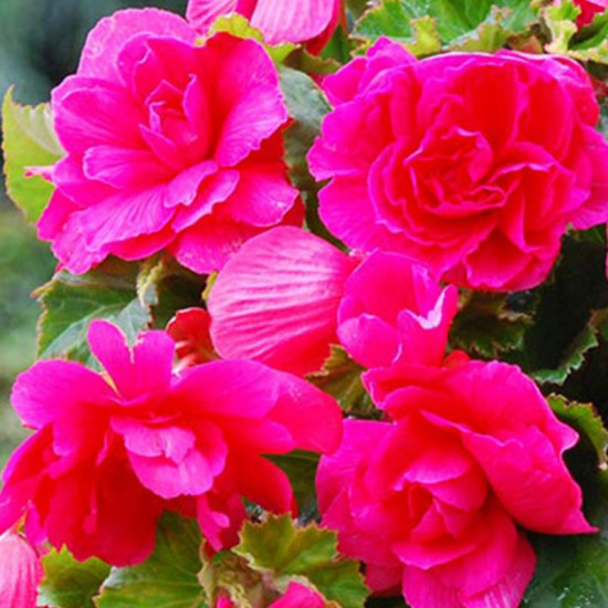 Бегонія Ампельна каскад Рожева