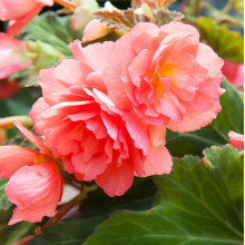 Бегонія Ампельна Рожева