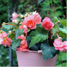 Бегонія Ампельна Рожева