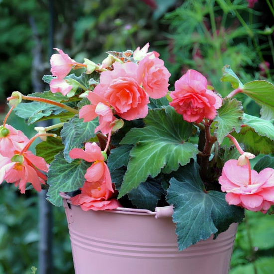 Бегонія Ампельна Рожева