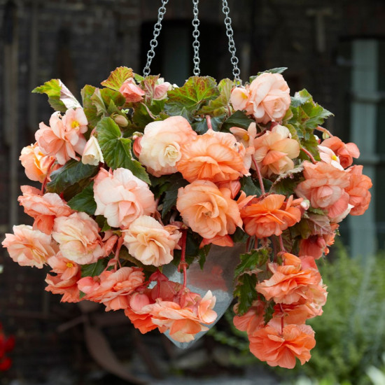 Бегонія Ампельна Лососева