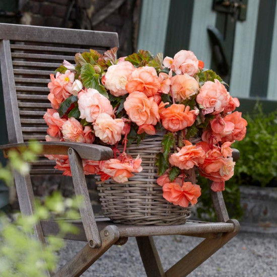 Бегонія Ампельна Лососева