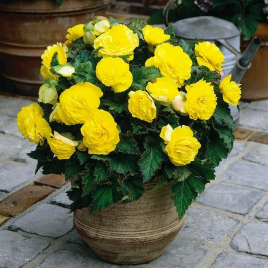 Бегонія Ампельна Жовта