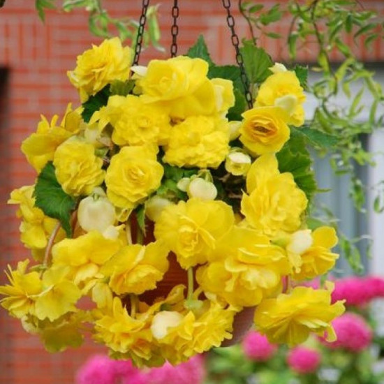 Бегонія Ампельна Жовта