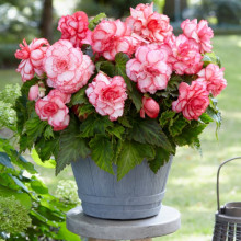 Бегонія Бутон Троянди