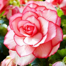 Бегонія Бутон Троянди