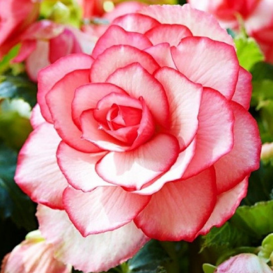 Бегонія Бутон Троянди