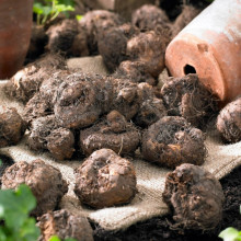 Бегонія Ампельна Рожева