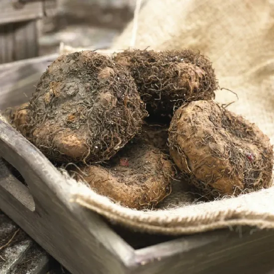 Бегонія Пікоті