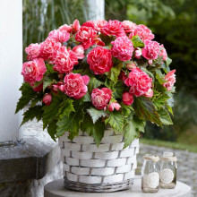 Бегонія Камелія