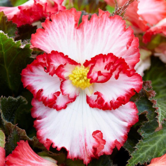 Бегонія Криспа Марджіната біла