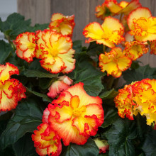 Бегонія Криспа Марджіната жовта