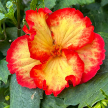 Бегонія Криспа Марджіната жовта