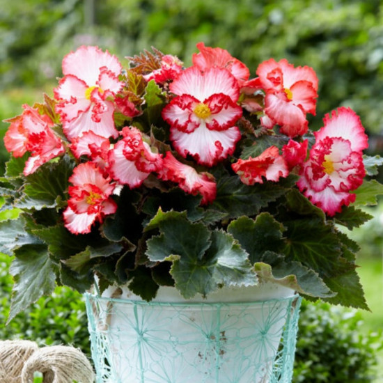 Бегонія Криспа Марджіната біла