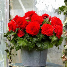 Бегонія фімбріата Scarlet