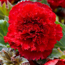 Бегонія фімбріата Scarlet