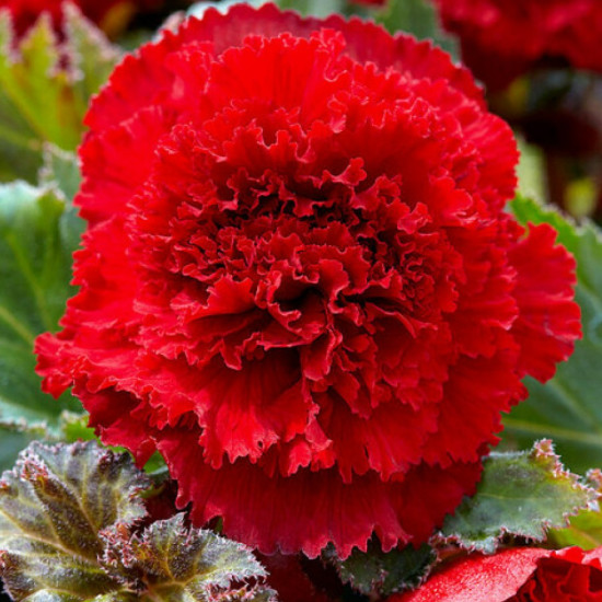 Бегонія фімбріата Scarlet