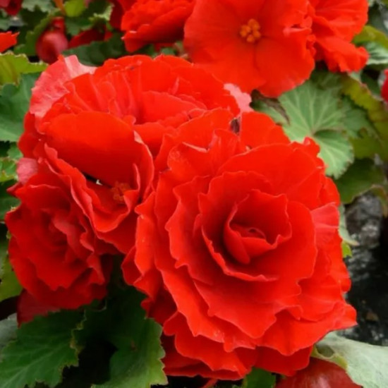Бегонія Махрова Червона