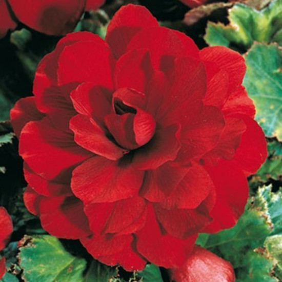 Бегонія Махрова Червона