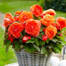 Бегонія Махрова Помаранчева