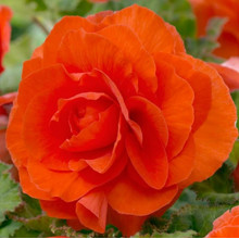 Бегонія Махрова Помаранчева