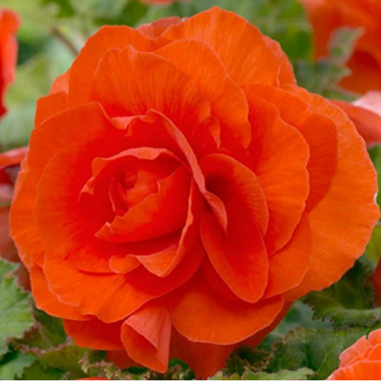 Бегонія Махрова Помаранчева