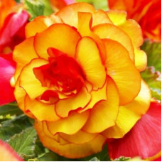 Бегонія Пікоті