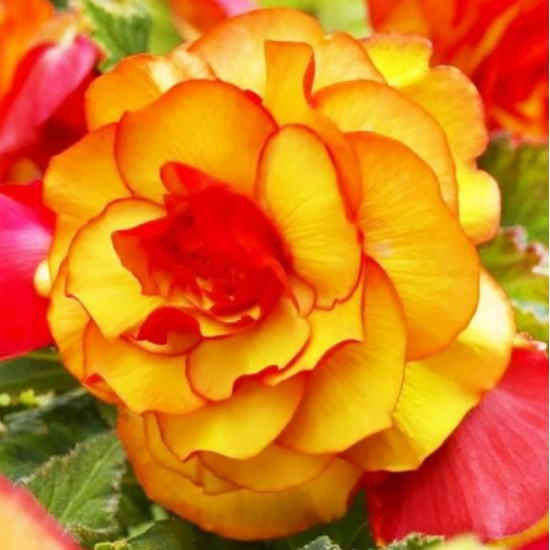 Бегонія Пікоті