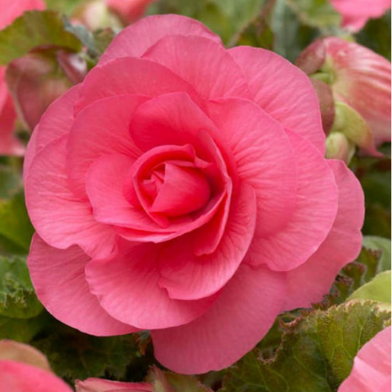 Бегонія Махрова Рожева