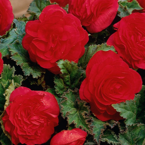 Бегонія Махрова Scarlet