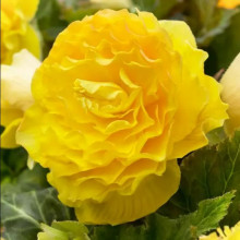 Бегонія Махрова Жовта