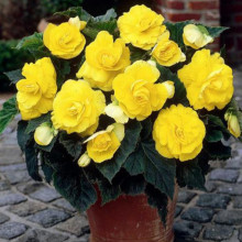 Бегонія Махрова Жовта