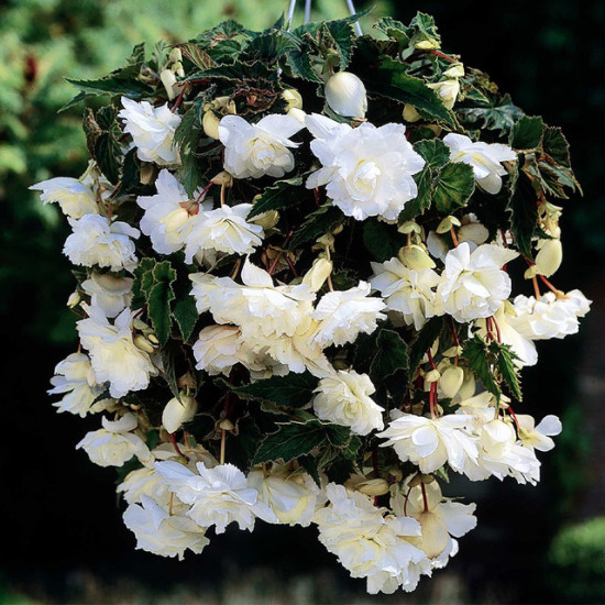 Бегонія Ампельна каскад Біла