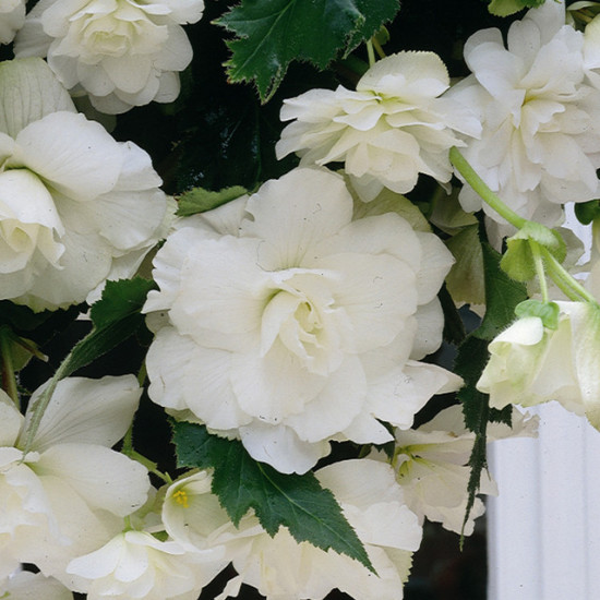 Бегонія Ампельна каскад Біла