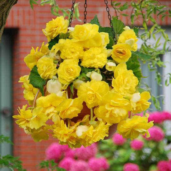 Бегонія Ампельна каскад Жовта