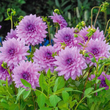 Жоржина високоросла Blue Boy