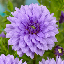 Жоржина високоросла Blue Boy