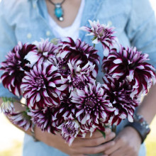 Жоржина високоросла Contraste