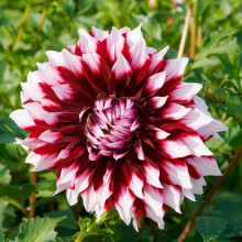 Жоржина високоросла Contraste