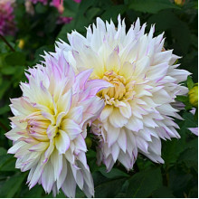 Георгина высокорослая Crazy Love