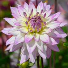 Георгина высокорослая Crazy Love