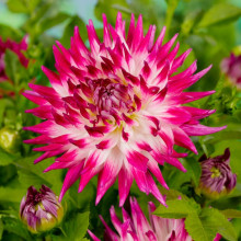 Жоржина Кактусова Dutch Explosion