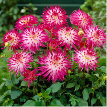 Жоржина Кактусова Dutch Explosion