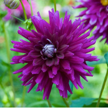 Жоржина Кактусова Purple Gem