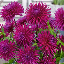 Жоржина Кактусова Purple Gem