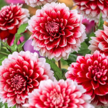 Жоржина Фімбріата Red and White Fubuki